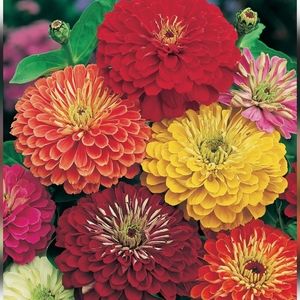 Unlisted DRESS UP LIVE SHOW TBA